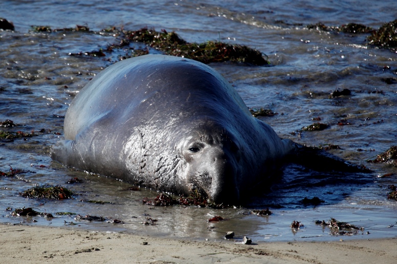 eseal at water's edge